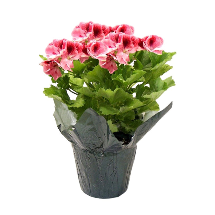 6 in Geranium