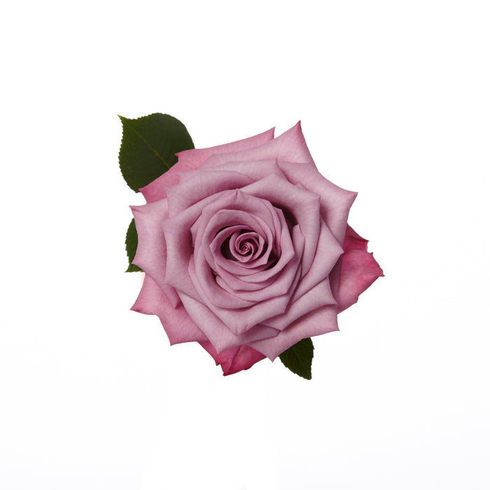 Lavender Roses