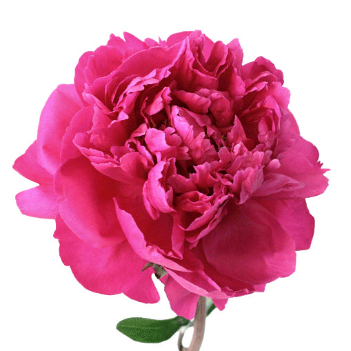 Peony Pink