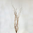 Curly Willow - Natural