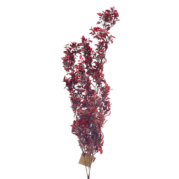 Tea Leaf Bush - Burgundy