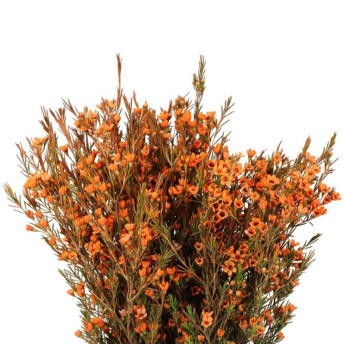 Waxflower