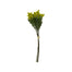 18" Dill Bundle - Yellow