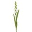 30" Gladiolus - White