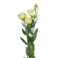 Lisianthus