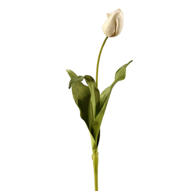 24.5" Dutch Tulip Closed -  White