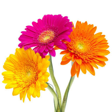 Gerbera Rainbow