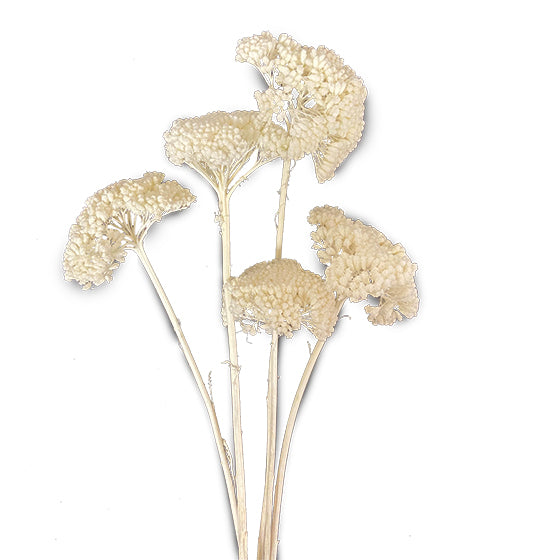 Yarrow