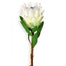 29" Queen Protea Stem - Cream/Green