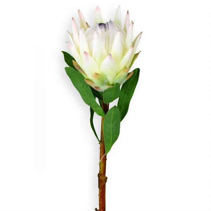 29" Queen Protea Stem - Cream/Green