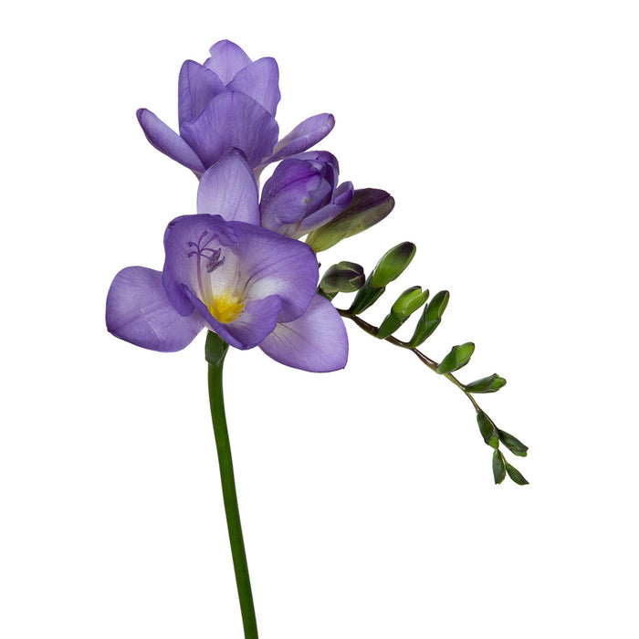 Freesia
