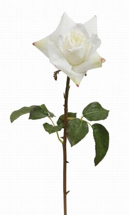 Garden Rose - White