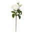 22 in English Rose Sweet Juliet - Cream