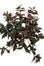 21" Wandering Jew