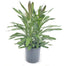 Cordyline Glauca