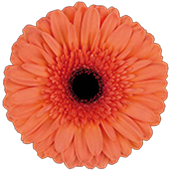 Gerber Daisy