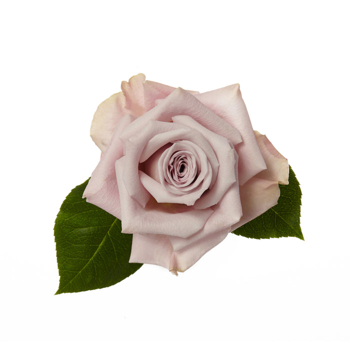 Novelty Roses