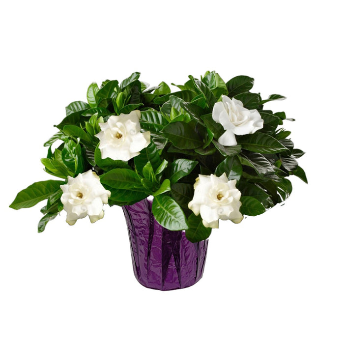 Gardenia Bush