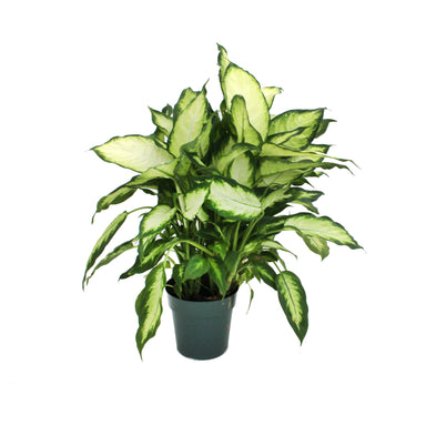 Dieffenbachia