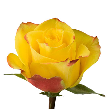 Rose 60cm High and Yellow Magic