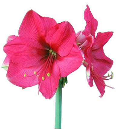 Amaryllis