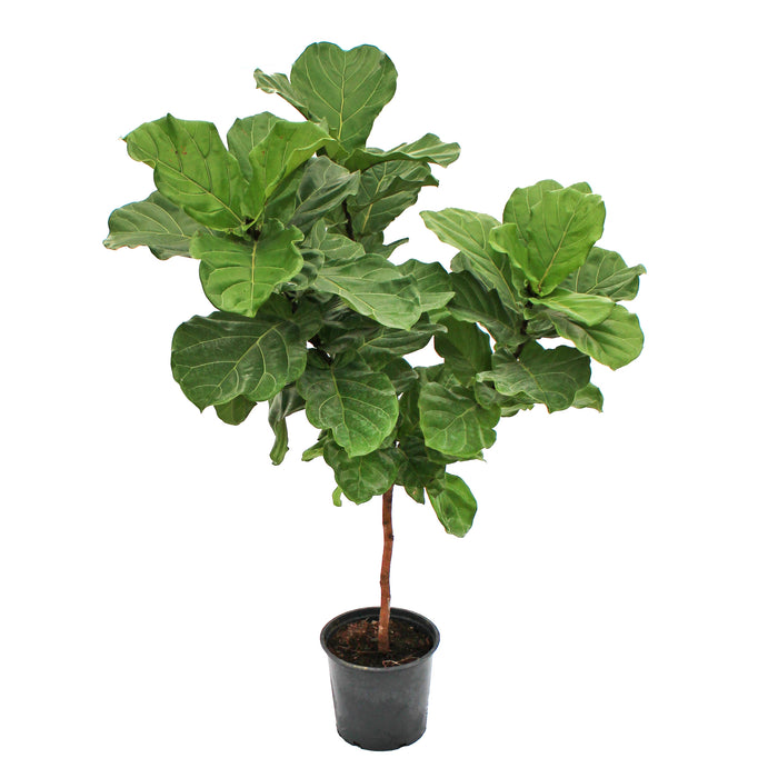 Fiddleleaf Fig Standard