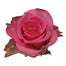 Pink Roses