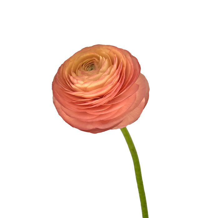 Ranunculus Peach