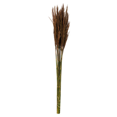 36 in Brown Plume Reed Bundle (7 oz)