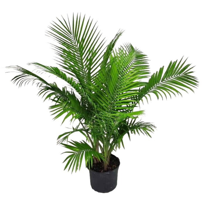 10 in Majesty Palm Spring