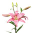 Lily LA Hybrid