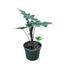6" Alocasia Jacklyn