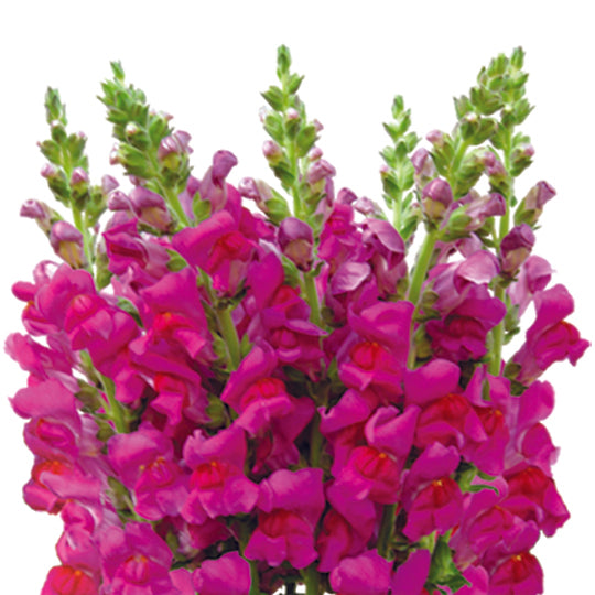 Snapdragons