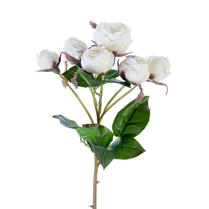 English Rose Cream White