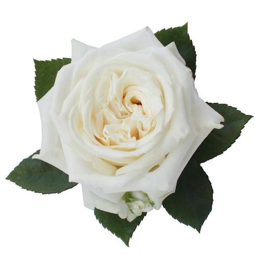 White Roses