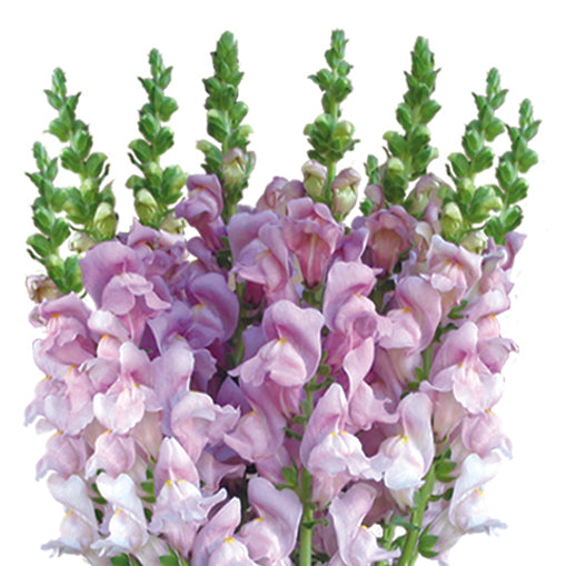 Snapdragons