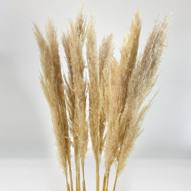 Pampas Natural