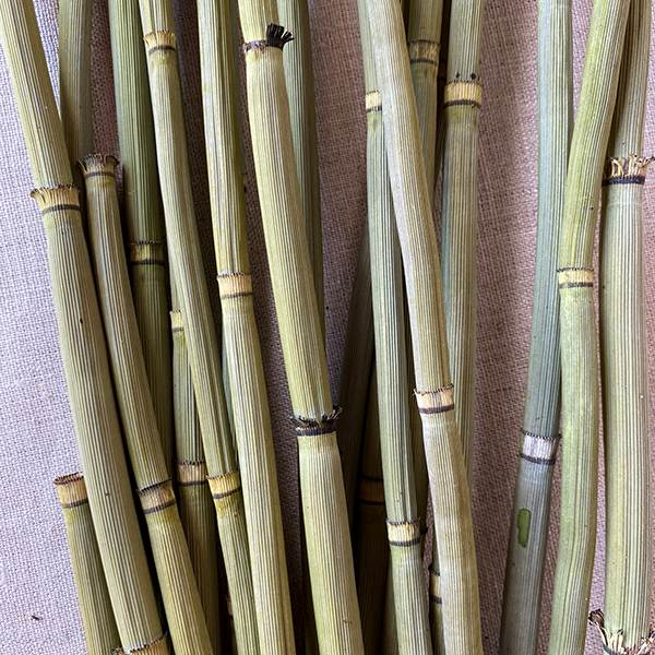 Equisetum - Natural