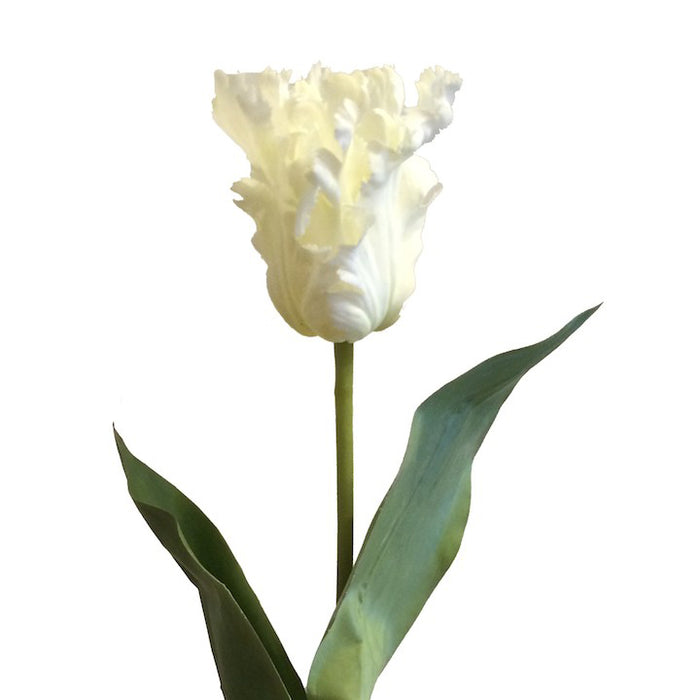 Tulip White Parrot