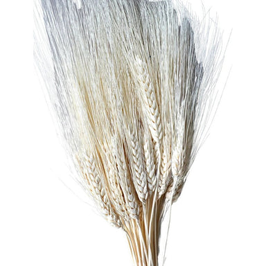 Triticum Wheat - Bleached