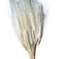 Triticum Wheat - Bleached