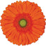 Gerber Daisy