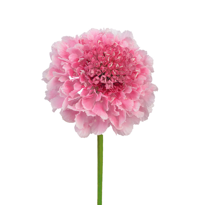 Scabiosa