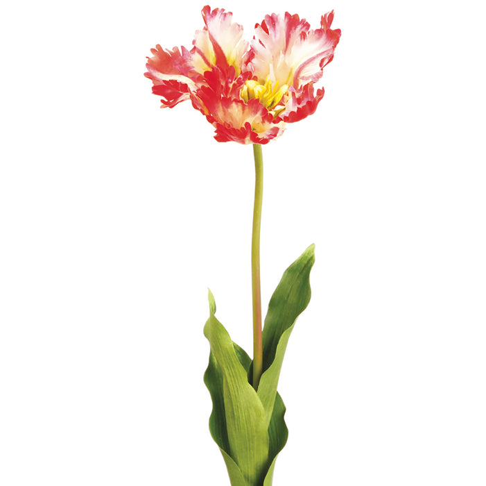 Open Parrot Tulip