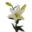 Lily LA Hybrid
