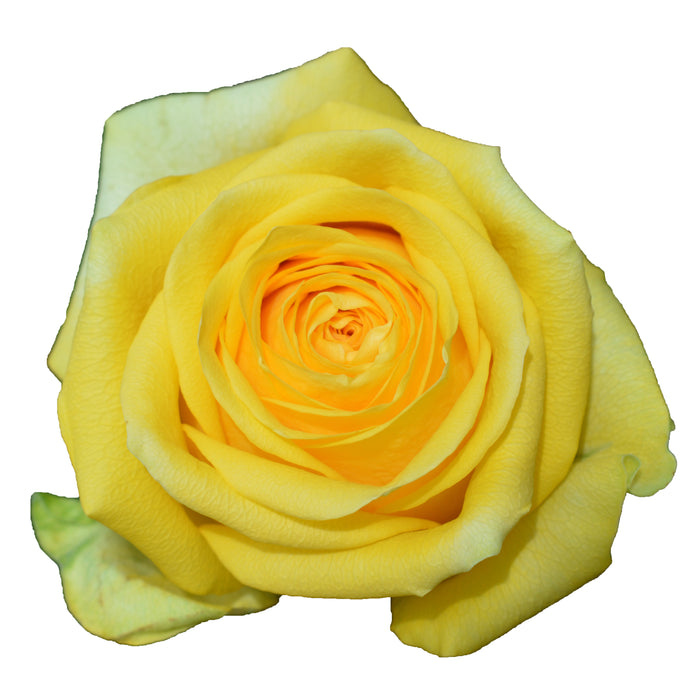 Yellow Roses