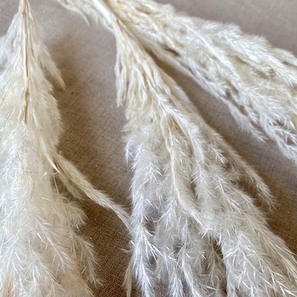 Feather Grass - Bleached