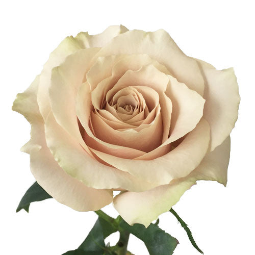 Novelty Roses