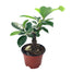 Ficus Ginseng