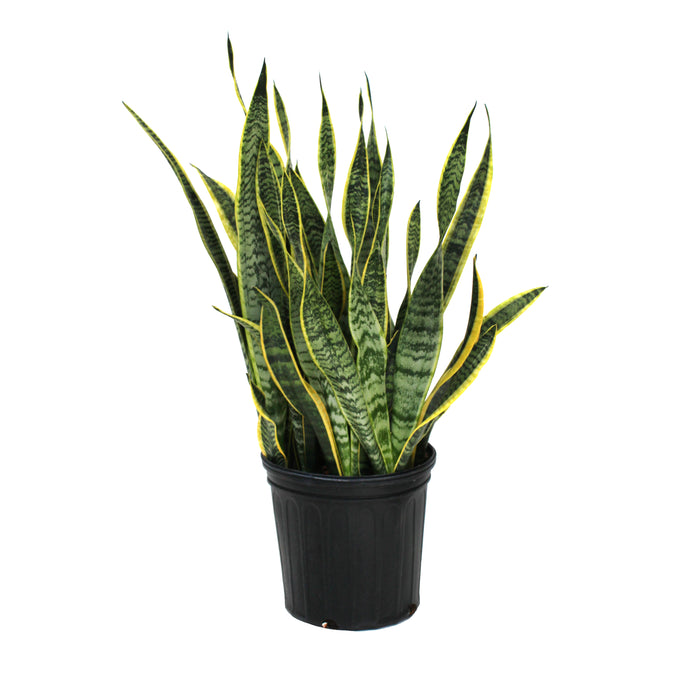 Sansevieria